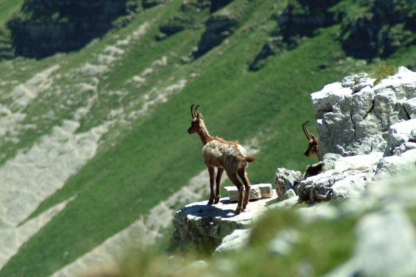 Camoscio d''Abruzzo Rupicapra pyrenaica ornata